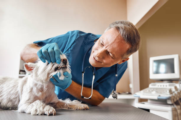 Best Emergency Broken Tooth Repair in North Lakeville, MA